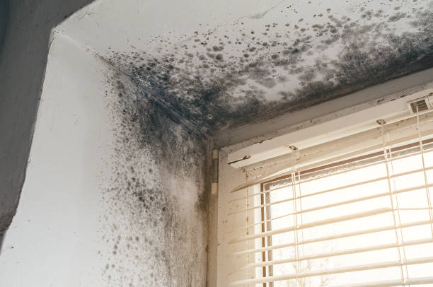 Affordable Commercial Mold Remediation solutions in Lyons, OR